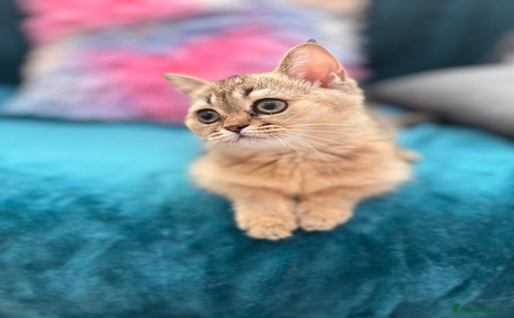 Scottish Fold cats - Advert 1