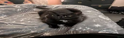 Mixed Breed cats for sale: Beautiful female cat aged 3 in Yeovil - Advert 1