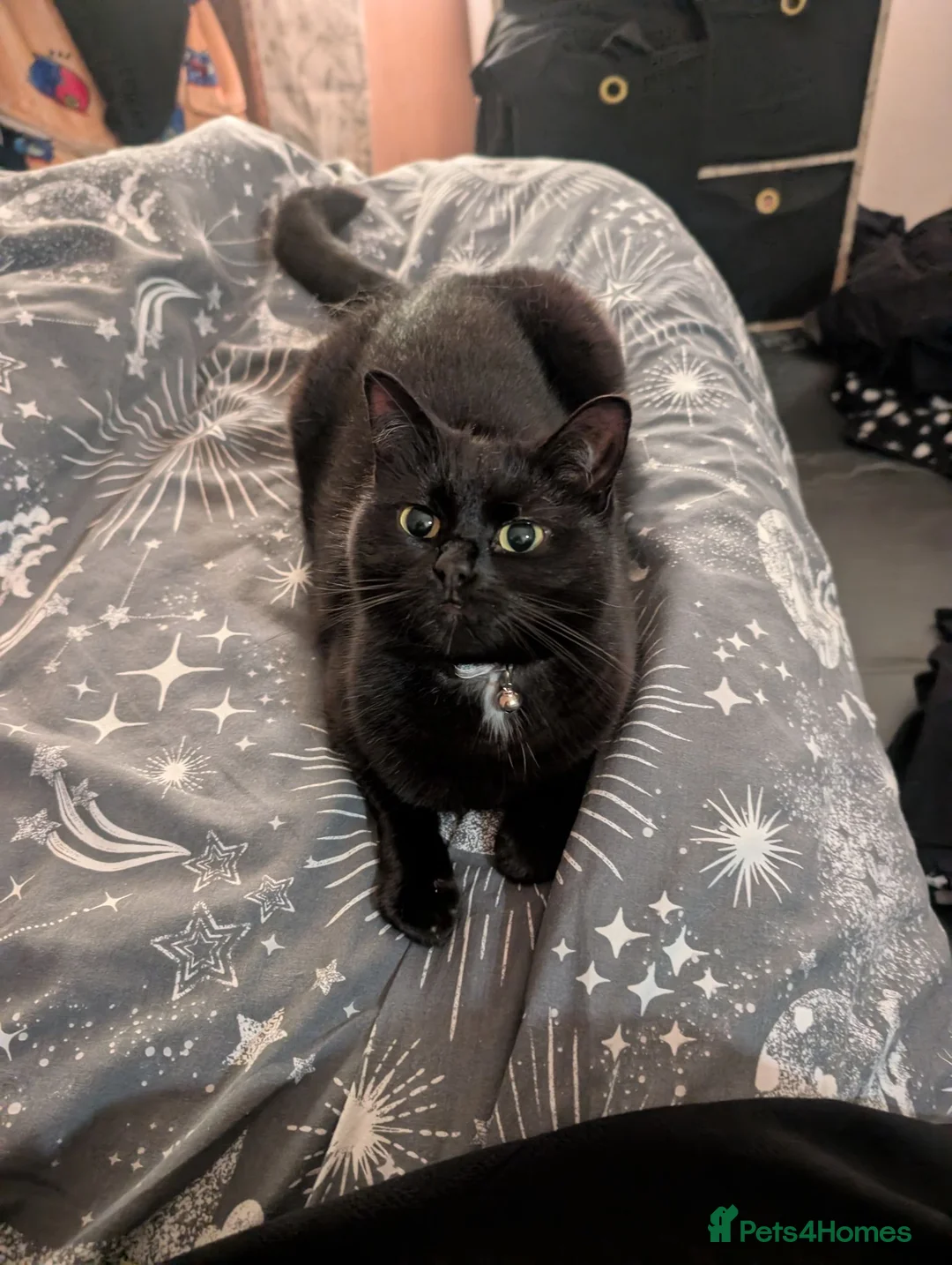 Mixed Breed cats for sale: Beautiful female cat aged 3 in Yeovil - Advert 1