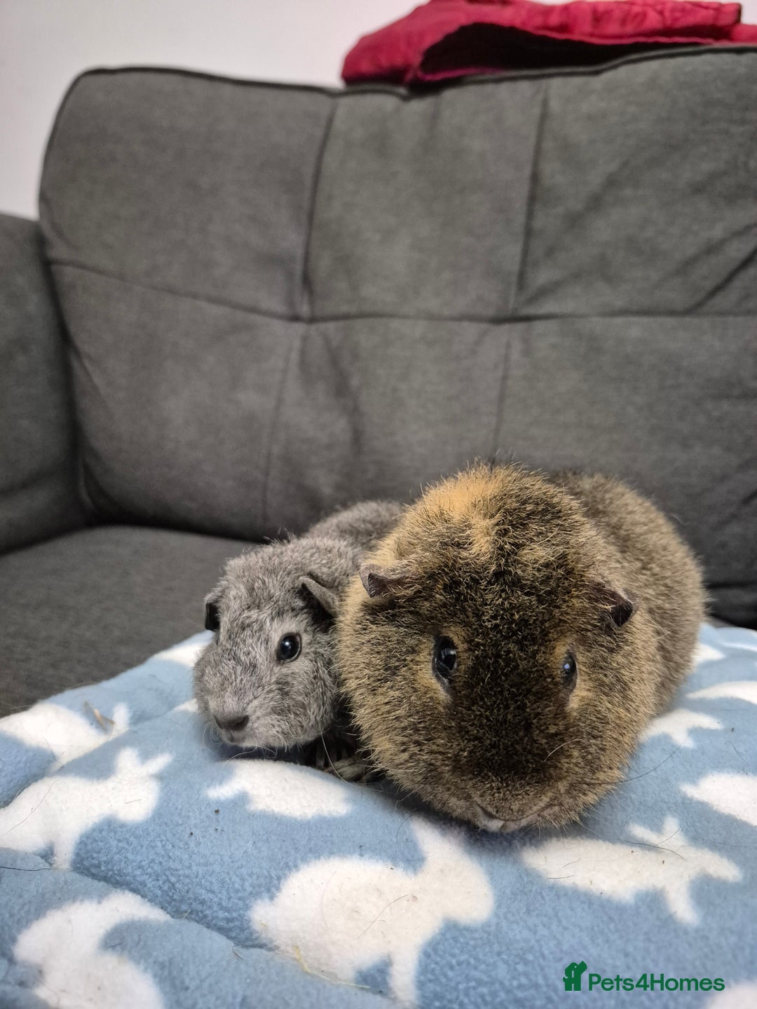 Guinea Pig rodents for sale: 6mth Teddy and 8week Rex - Advert 3