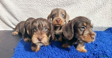 Miniature Dachshund dogs - Advert 4