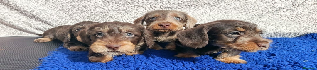 Miniature Dachshund Puppy 2