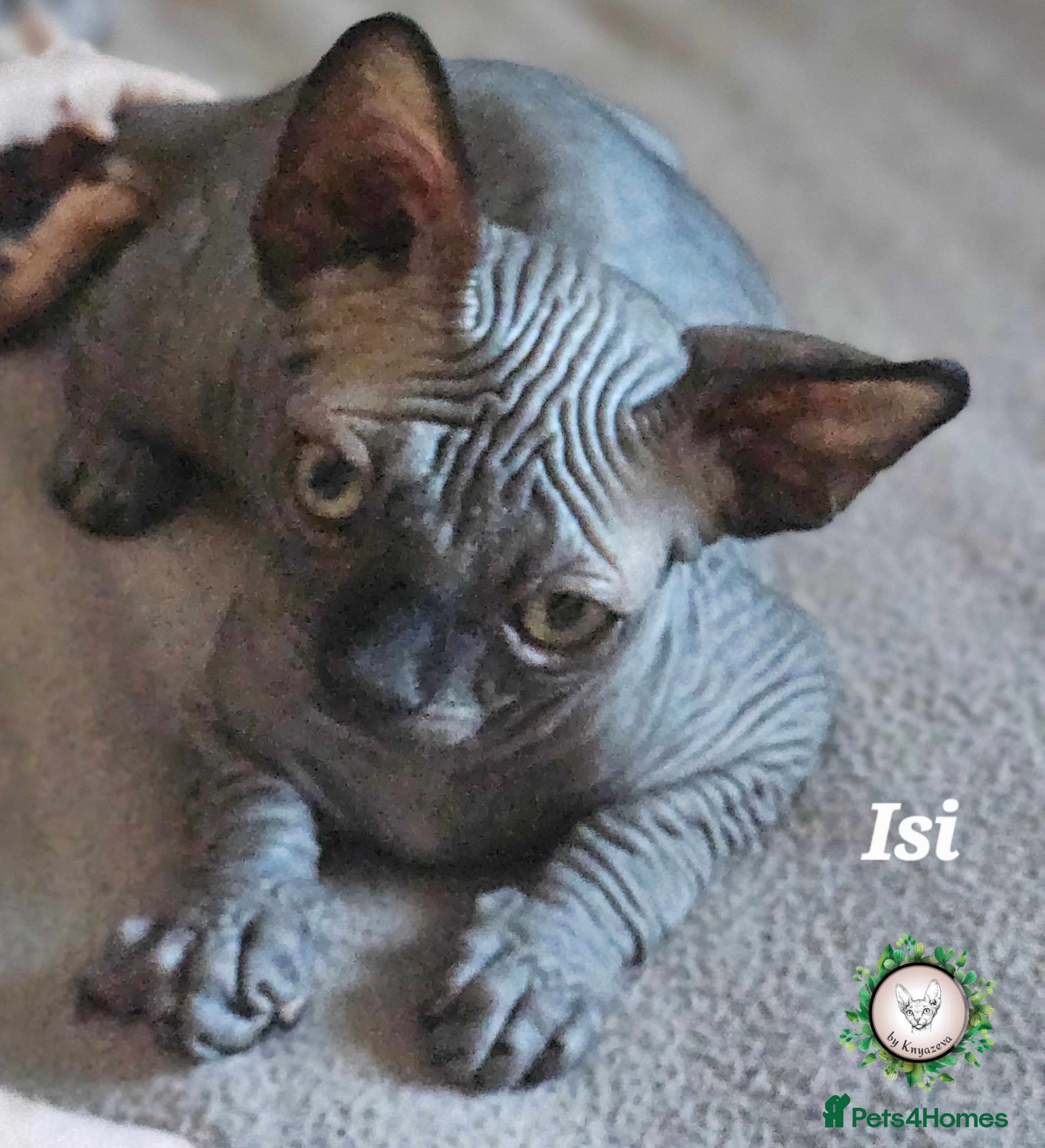 Sphynx cats Adorable Canadian Sphynx – Champion line - Advert 1