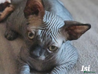 Sphynx cats Adorable Canadian Sphynx – Champion line - Advert 1