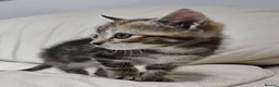 Mixed Breed cats for sale: Tortoishell female kitten 10 weeks - Advert 7