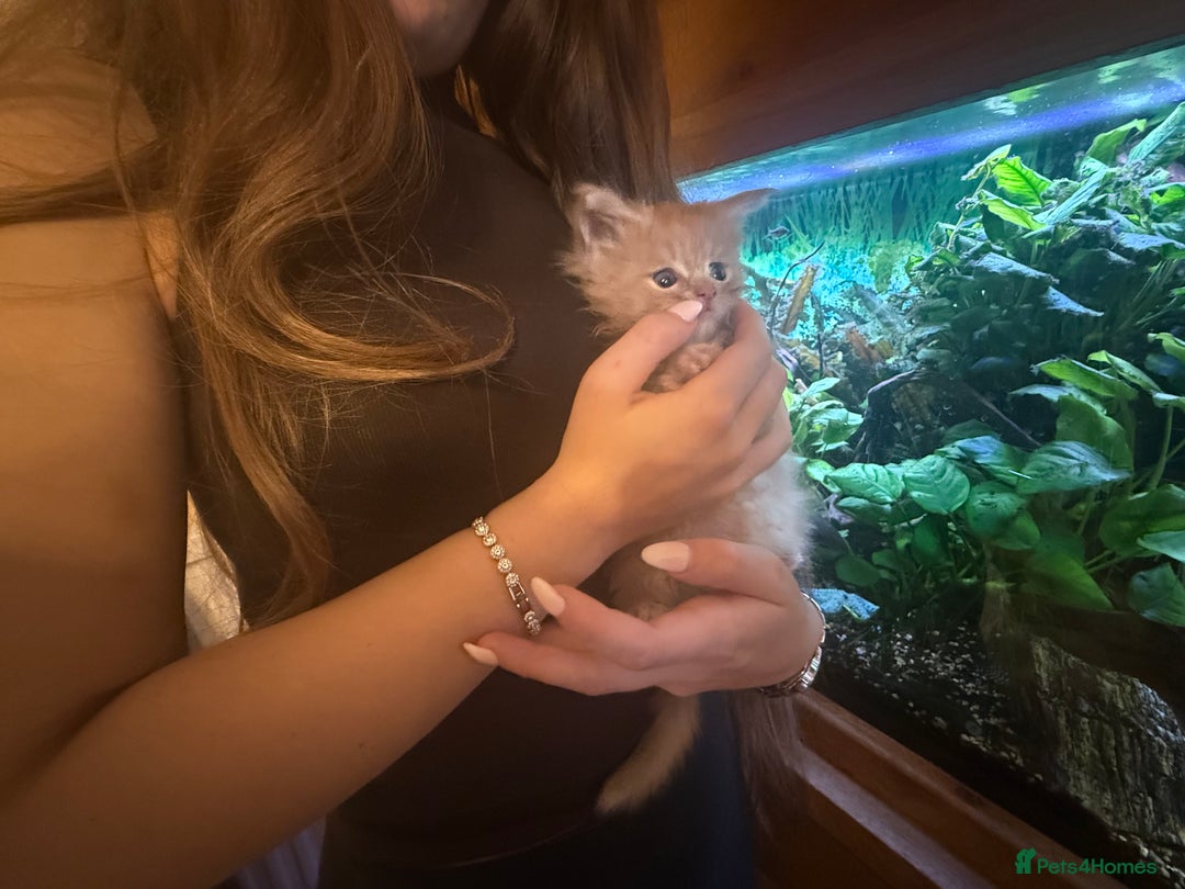 Maine Coon cats for sale: Pedigree Maine coon Tica reg. Final Boss Garfield - Advert 6