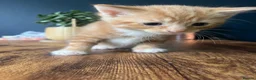 Mixed Breed cats for sale: Beautiful kittens - Advert 7