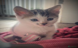 Mixed Breed cats for sale: Beautiful kittens  - Image 2