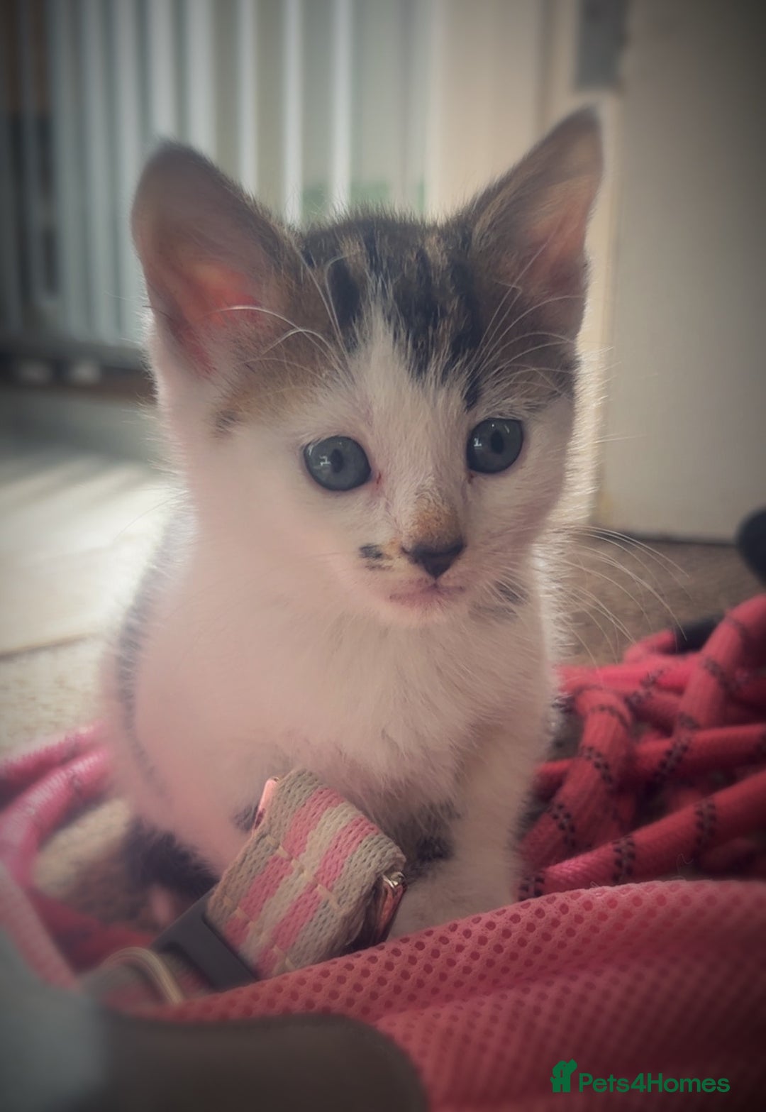 Mixed Breed cats for sale: Beautiful kittens  - Image 2