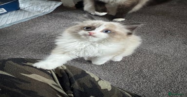Ragdoll cats Gorgeous fluffy Ragdoll boy - Advert 6