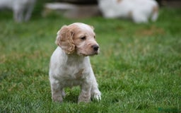 Cocker Spaniel dogs for sale: Cocker spaniel  - Image 7