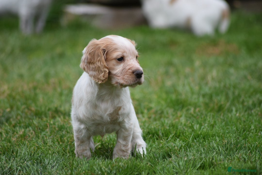 Cocker Spaniel dogs for sale: Cocker spaniel  - Image 7