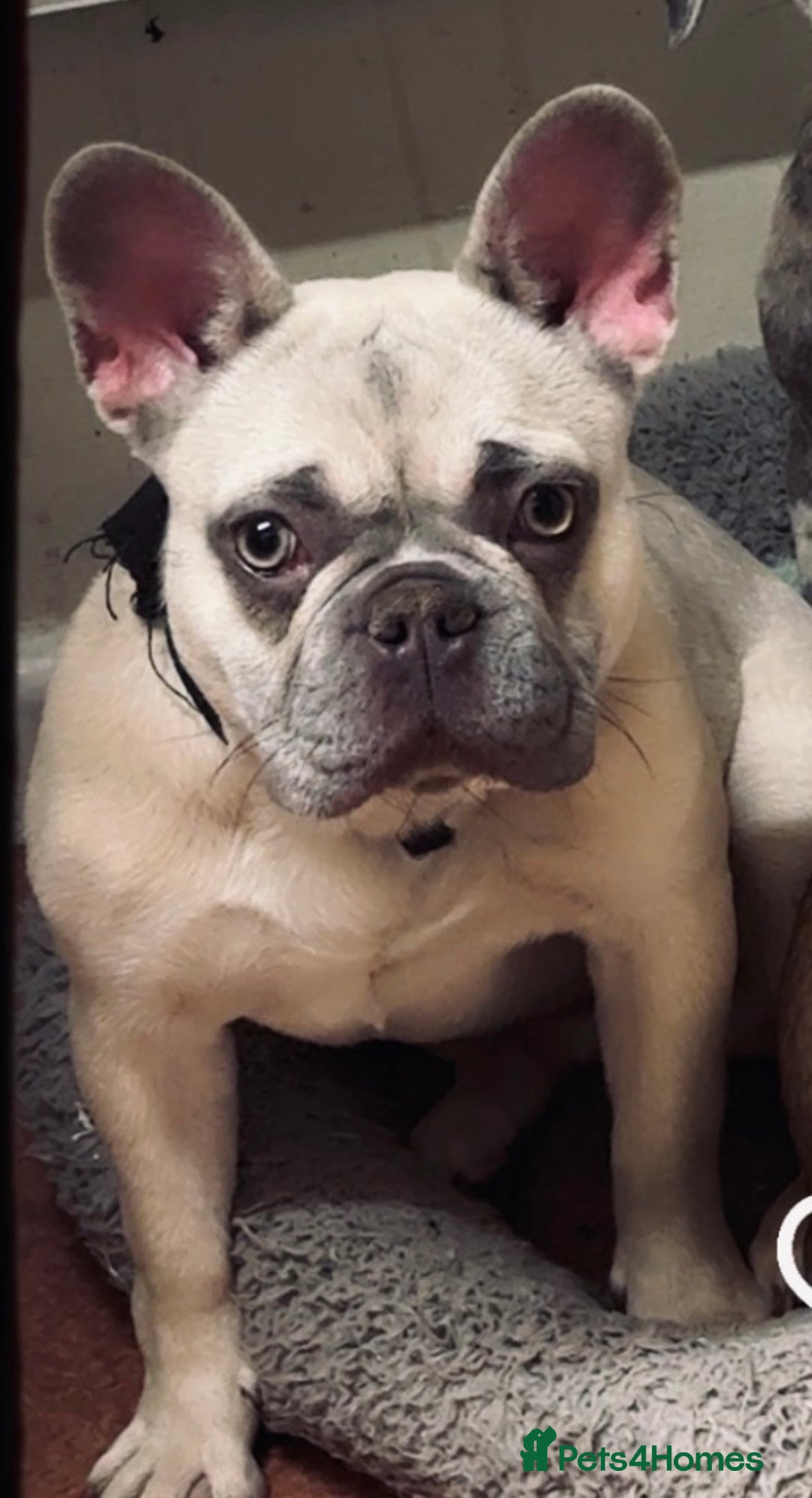 French Bulldog dogs for sale: Female blue fawn frenchie  - Advert 1