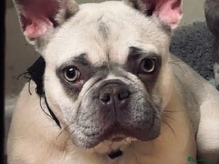 French Bulldog dogs Female blue fawn frenchie - Advert 1