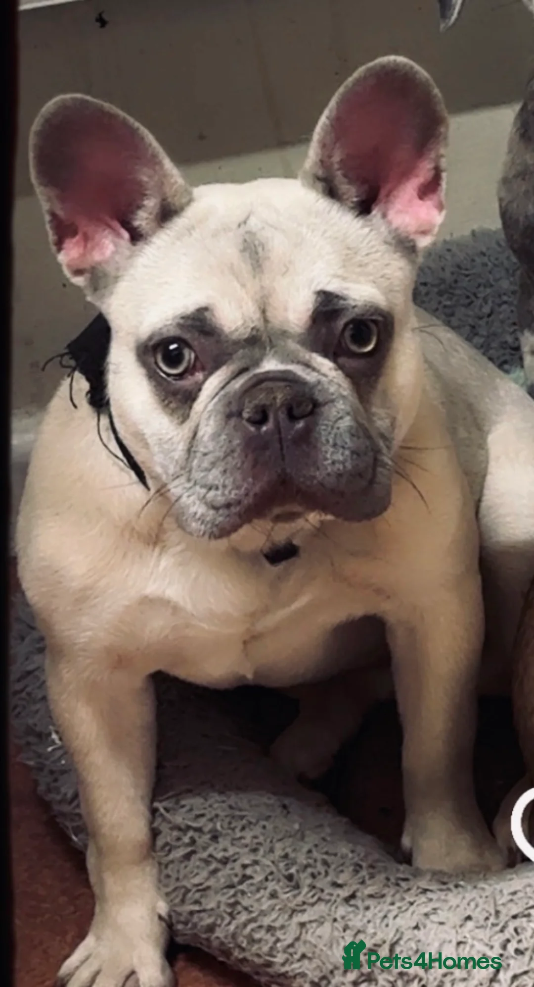French Bulldog dogs for sale: Female blue fawn frenchie  - Advert 2