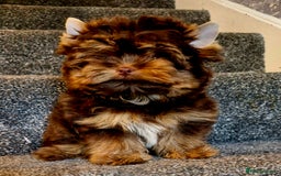 Yorkshire Terrier dogs for sale: Chocolate Tiny Boy  - Image 1