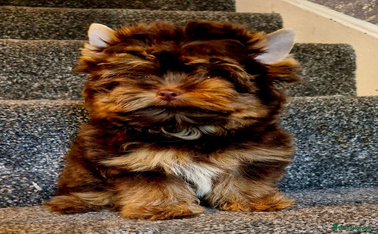 Yorkshire Terrier dogs - Advert 1