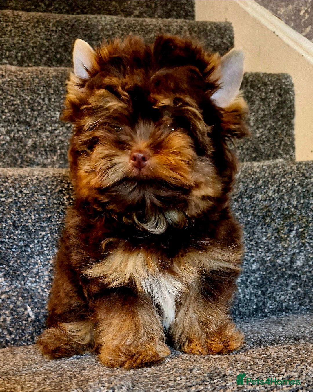 Yorkshire Terrier dogs for sale: Chocolate Tiny Boy  - Image 1
