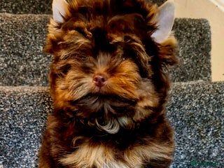 Yorkshire Terrier dogs - Advert 17
