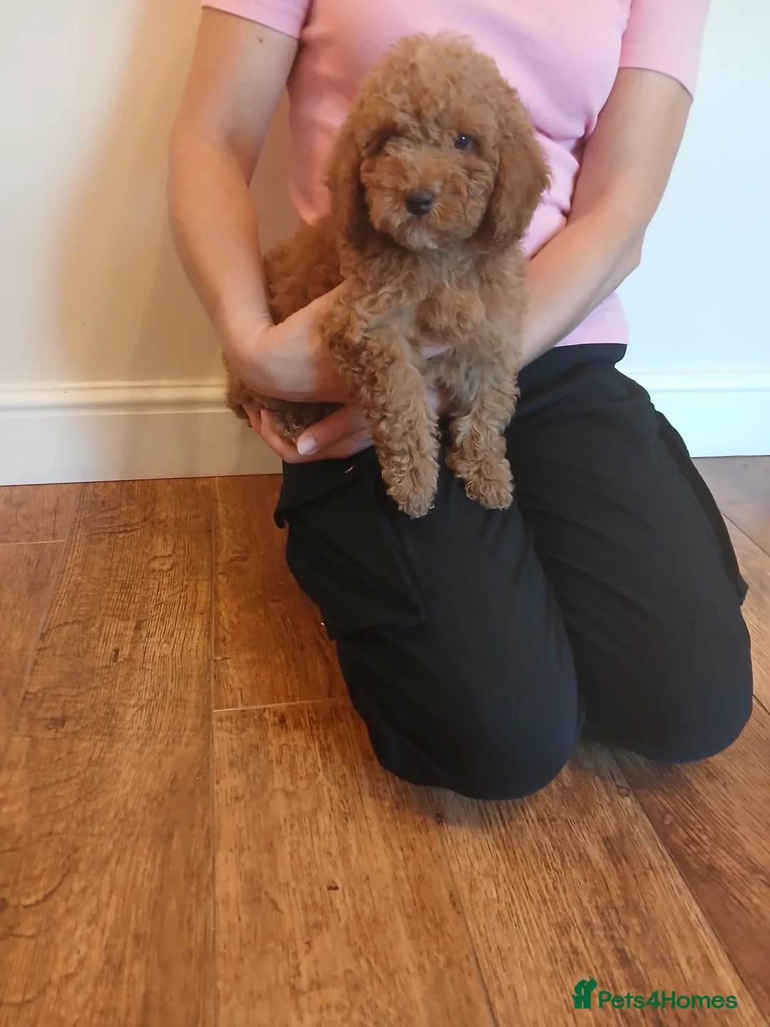 Cockapoo dogs for sale: Cockapoo puppies  - Advert 2