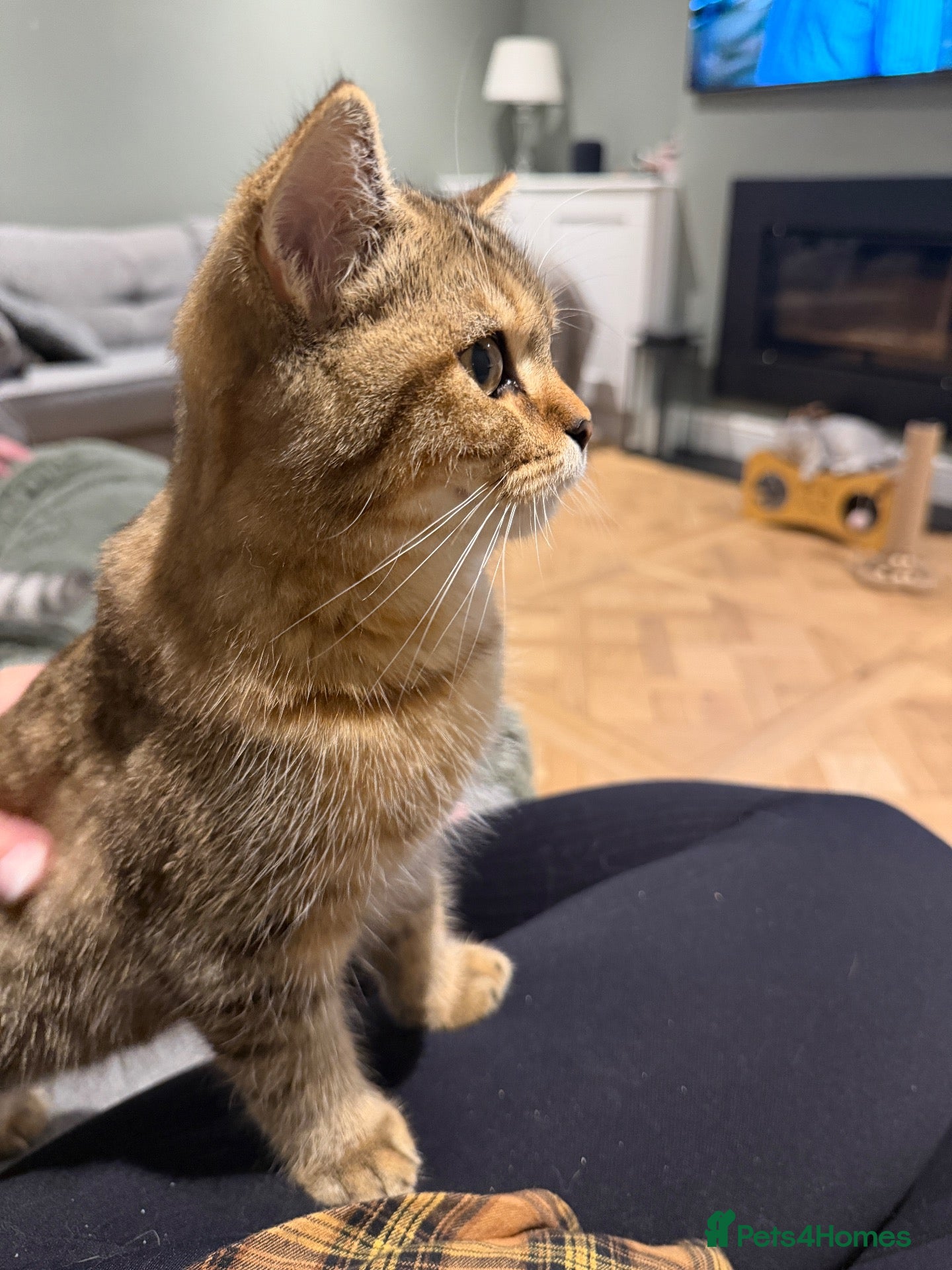 British Shorthair cats 1 LEFT British Shorthair Kittens - Gold/White - Advert 2