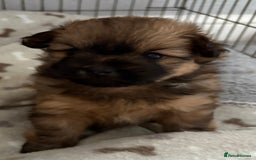 Mixed Breed dogs for sale: Stunning Rare Shihpoo Poms  - Image 7