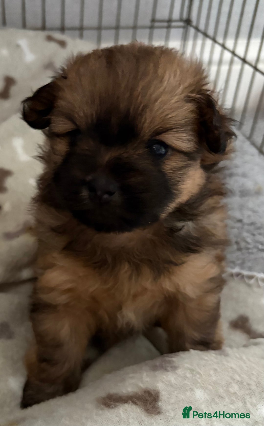 Mixed Breed dogs for sale: Stunning Rare Shihpoo Poms  - Image 7