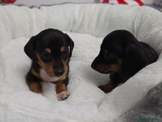 Miniature Dachshund dogs Beautiful Litter of Miniature Dachshund✨️s - Advert 14