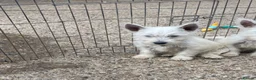 West Highland Terrier dogs for sale: Beautiful west highland terrier puppy’s  - Advert 3