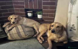 Labrador Retriever dogs for sale: Gorgeous Golden White Labrador  - Advert 4