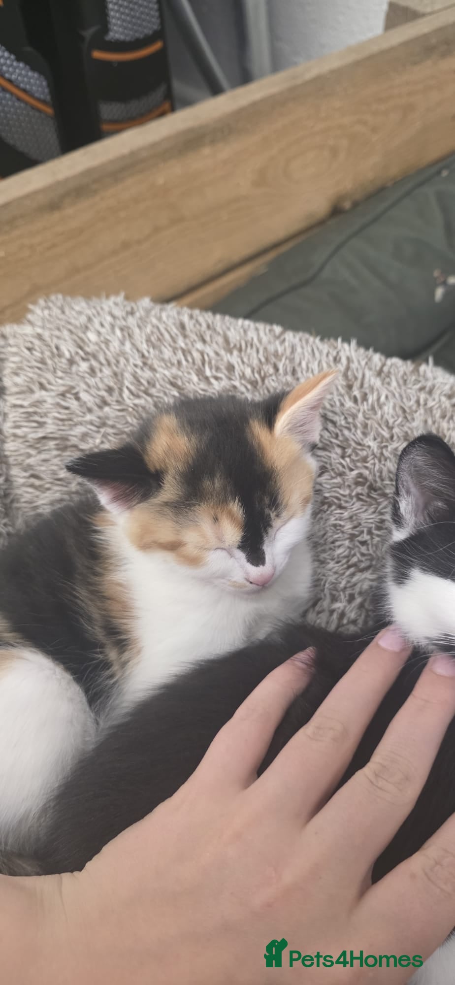 Domestic Shorthair cats for sale: 5 stunning black, ginger and white kittens - Advert 11