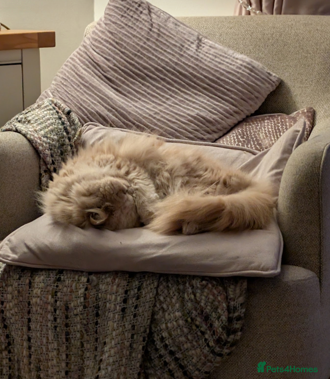 Persian cats for sale: Dollface Persian for Re-home nearly 5yrs years old - Advert 4