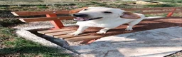 Mixed Breed dogs for adoption: Otis  - Advert 2