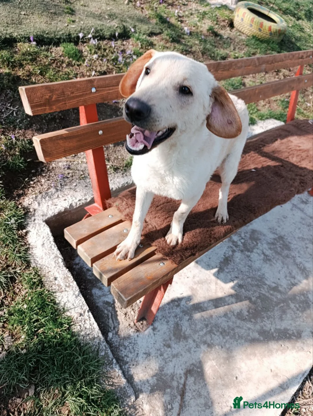 Mixed Breed dogs for adoption: Otis  - Advert 2
