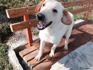 Mixed Breed dogs Otis - Advert 10