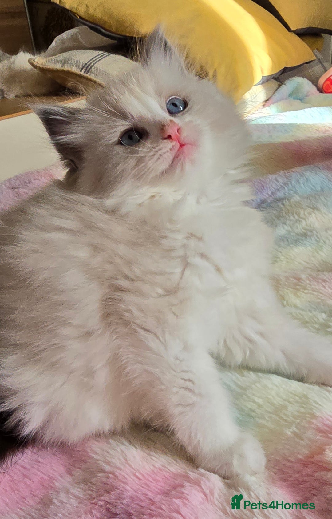 Ragdoll cats for sale: Stunning Ragdoll kittens .TICA registered  - Advert 22