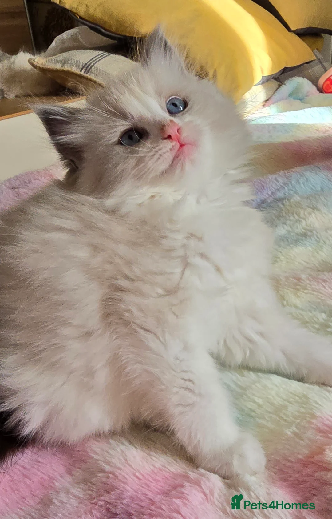 Ragdoll cats for sale: Stunning Ragdoll kittens .TICA registered  - Advert 25