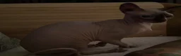 Sphynx cats for sale: Adult Sphynx - Advert 2