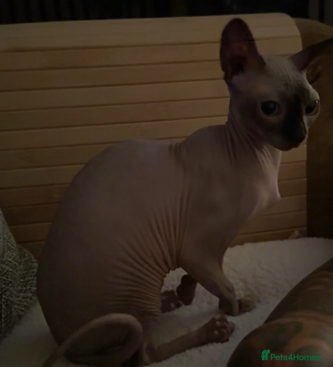 Sphynx cats for sale: Adult Sphynx - Advert 2