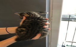 British Shorthair cats for sale: STUNNING AND LOVING BSH x DSH KITTENS - Image 8