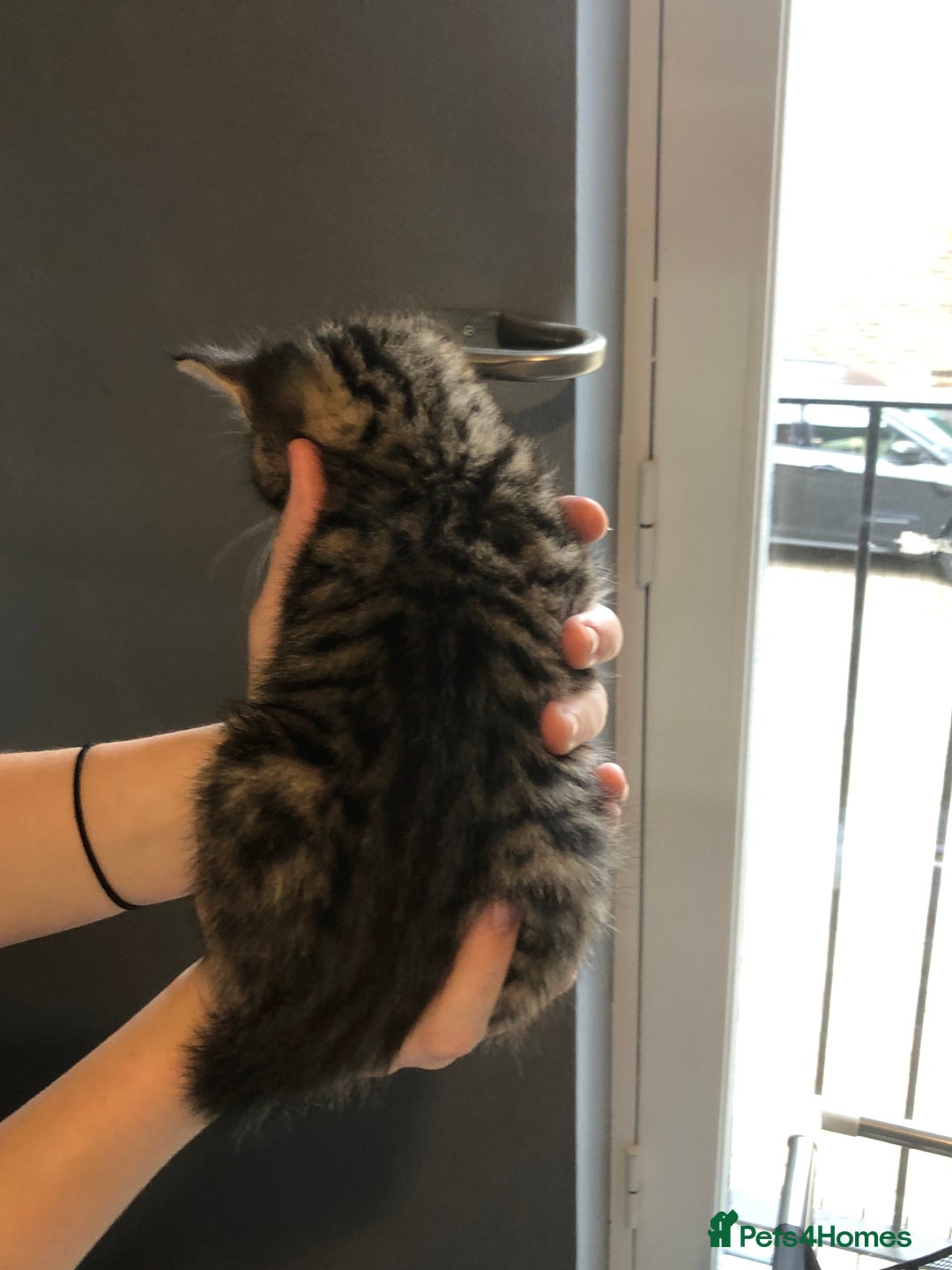 British Shorthair cats for sale: STUNNING AND LOVING BSH x DSH KITTENS - Image 8
