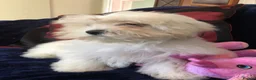 Maltipoo dogs for sale: Maltipoo puppies for sale  - Advert 31