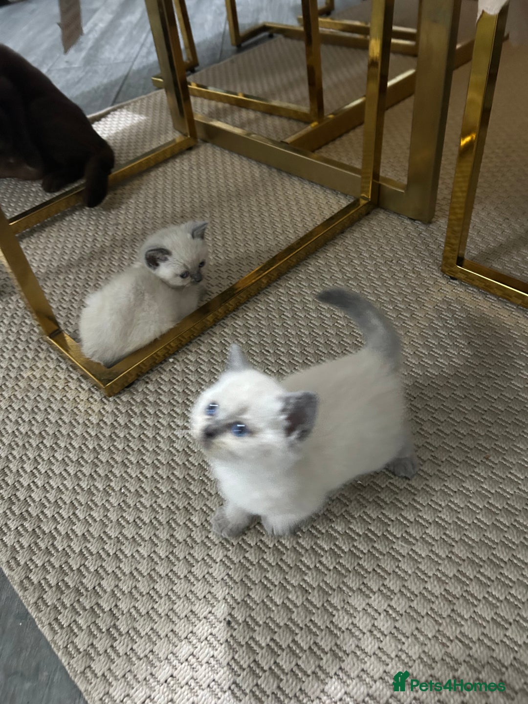 British Shorthair cats for sale: British short hair/british longhair - Image 10