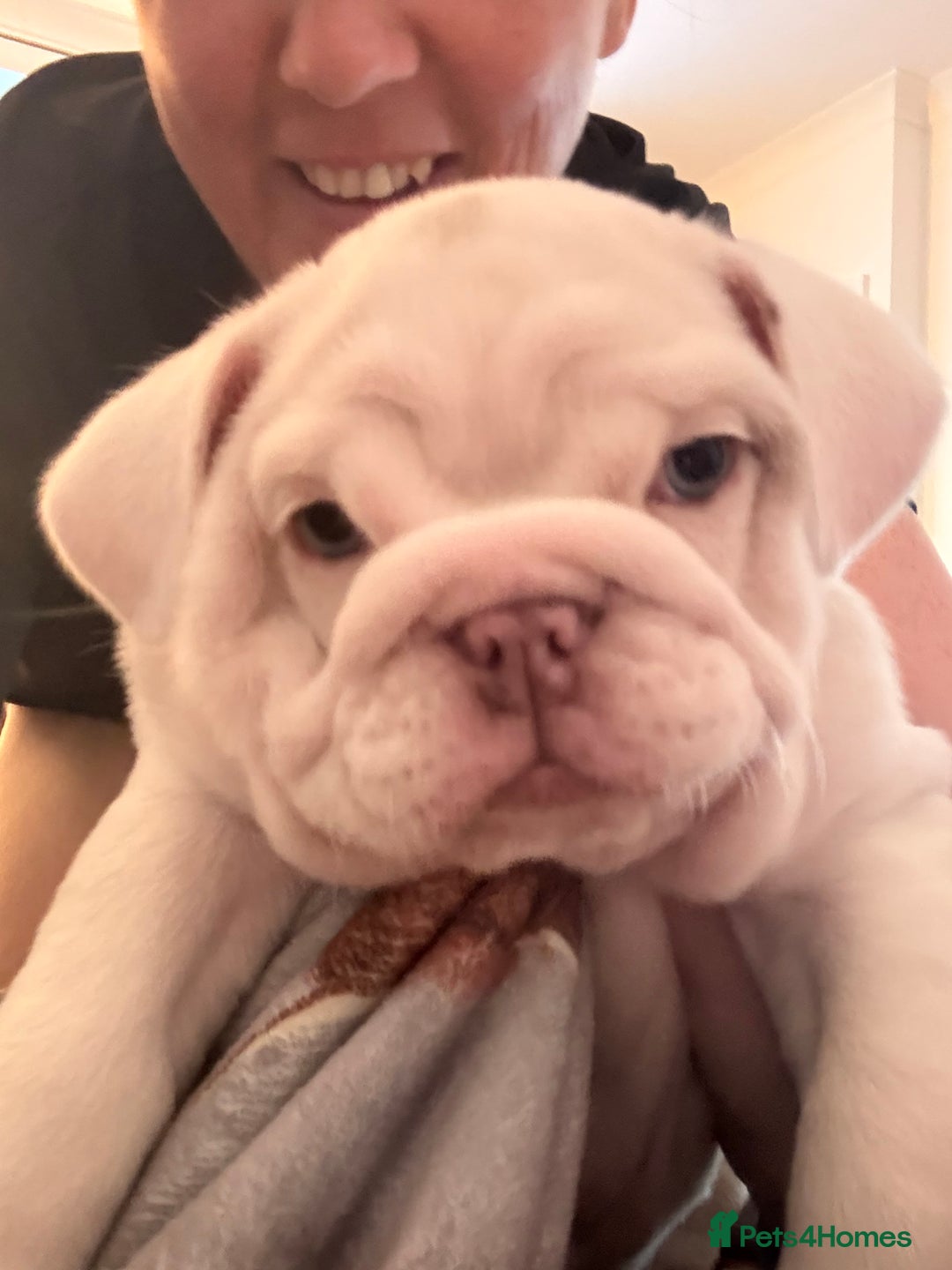 English Bulldog dogs for sale: British bulldog pups for sale - Advert 4