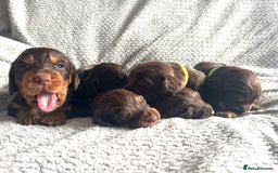 Cocker Spaniel dogs for sale: Extensively Health tested/KC REG Cocker Puppies - Image 13
