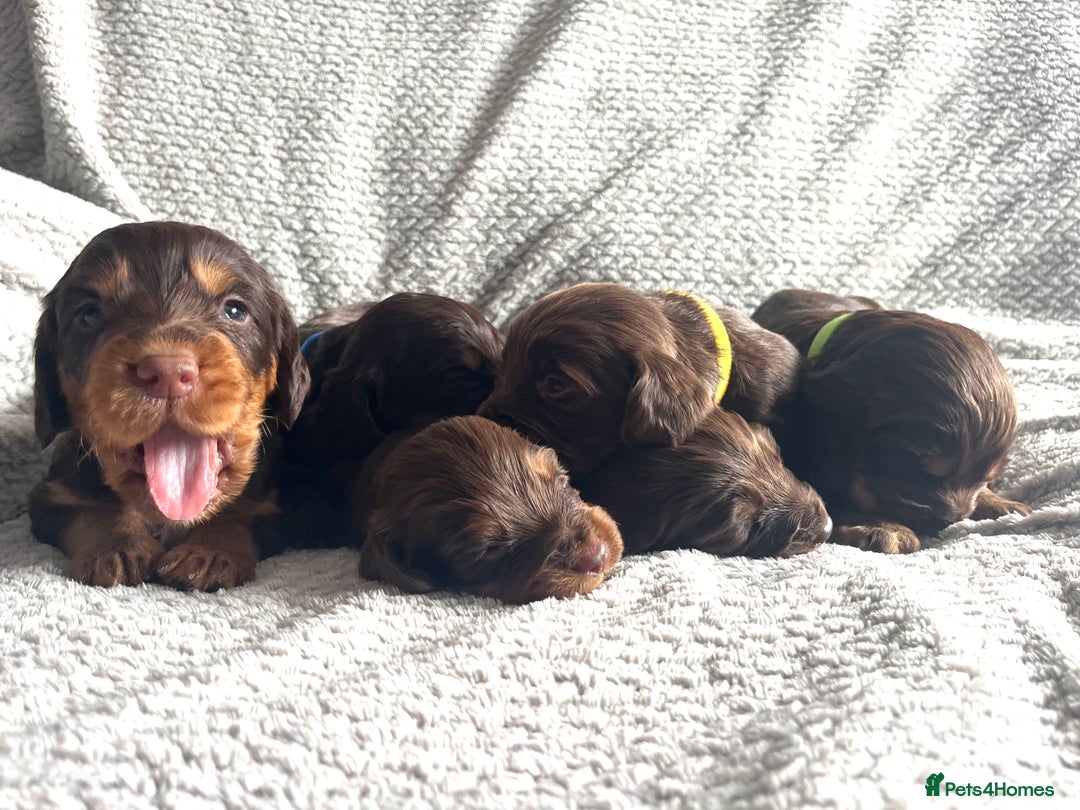 Cocker Spaniel dogs for sale: Extensively Health tested/KC REG Cocker Puppies - Image 13