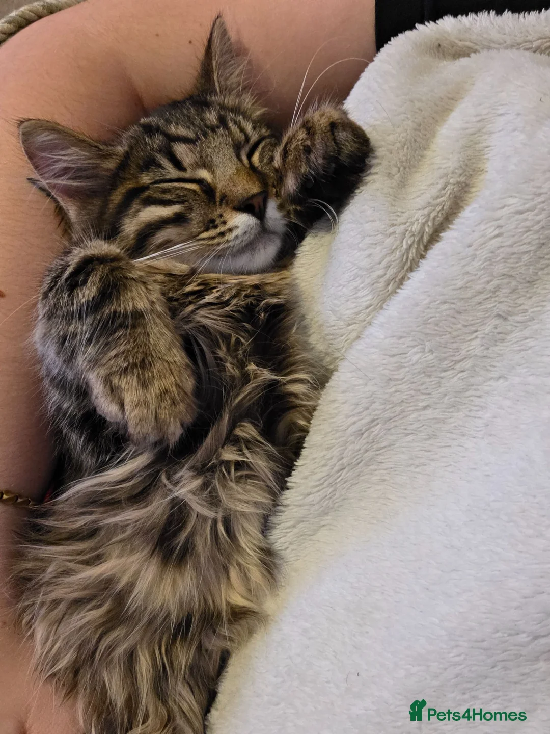 Domestic Shorthair cats for sale: 2 Beautiful Sisters For Rehoming 200 For Both - Advert 21