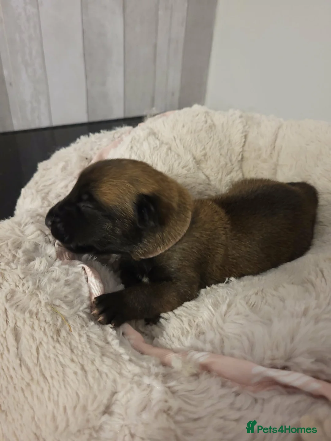 Belgian Shepherd Dog dogs for sale: Top quality Malinois puppies protectioning line - Advert 8