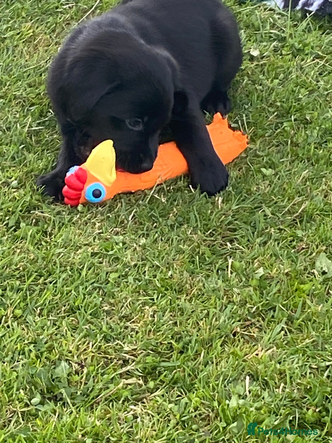 Labrador Retriever dogs for sale: Yellow and black Labrador puppies in Whitchurch - Image 21