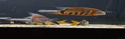 Cichlids fish for sale: South American cichlid's  in Sheffield - Advert 8